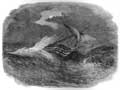 You can see an enlarged version of this picture by clicking here.